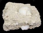 Eocene Fossil Gastropod (Globularia) - Damery, France #32427-2